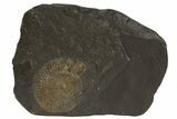 Dactylioceras Ammonite On Shale - Germany #79324-1